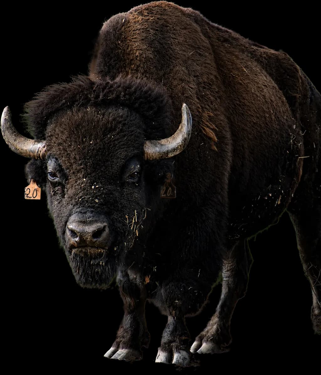 Buffalo Strength