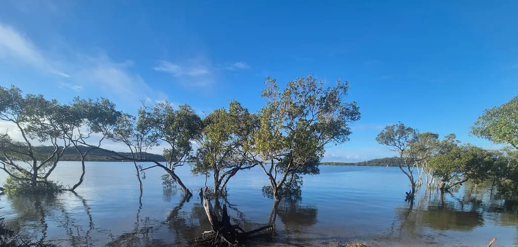 Mangrove Reflections