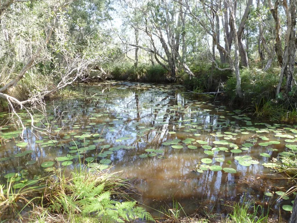 Lily Pad Refuge