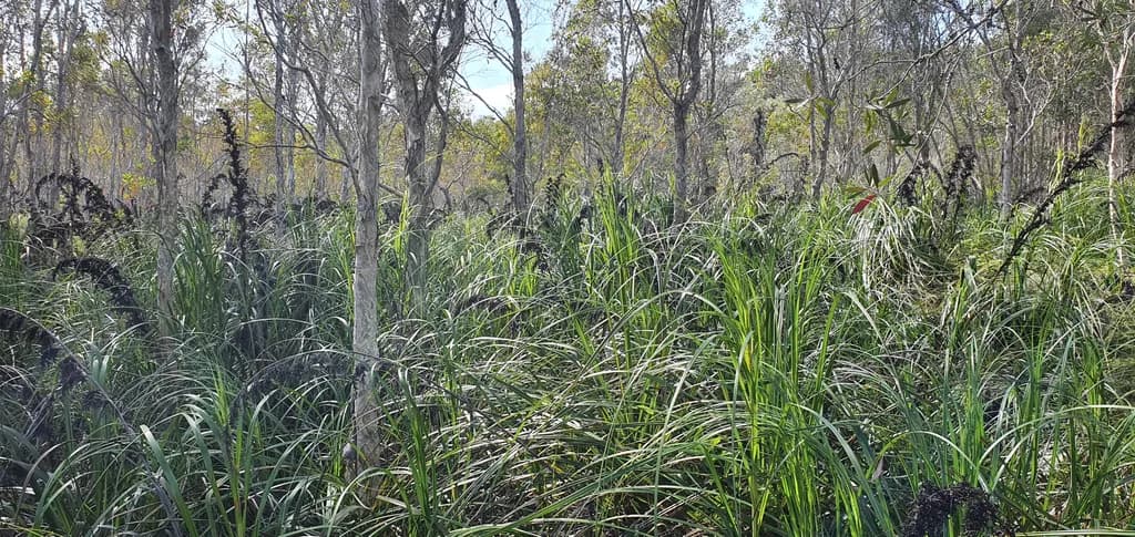 Melomys Wetland