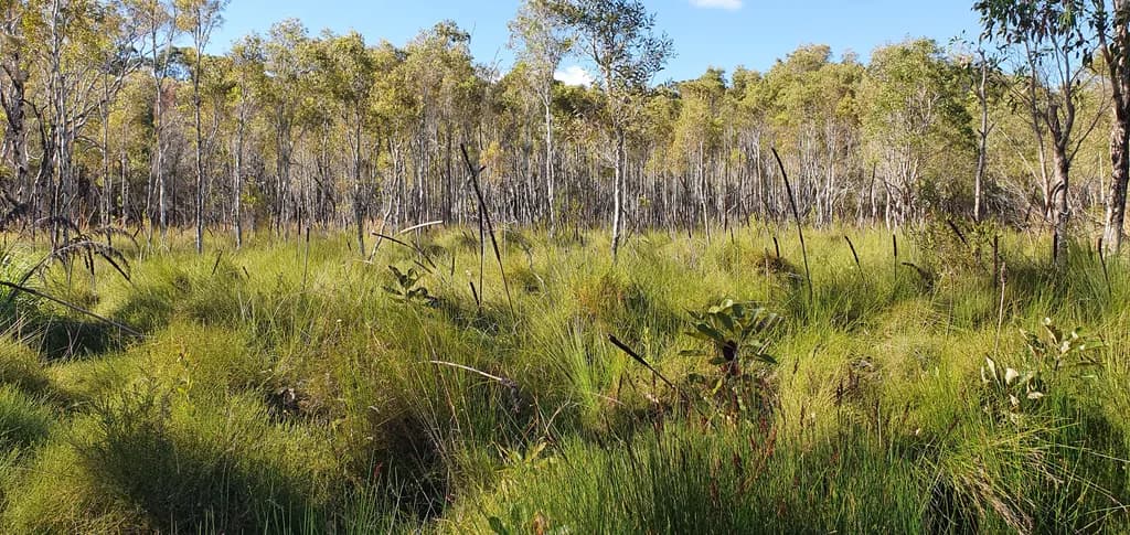 Heart of Turtle Swamp