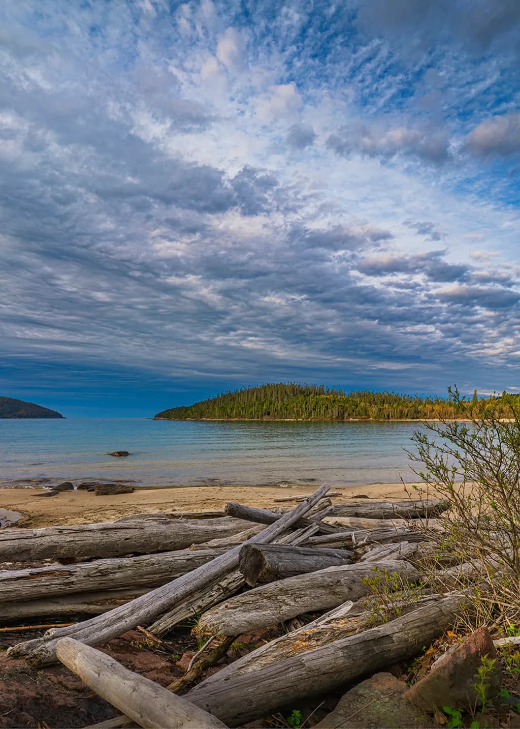 Driftwood Shoreline
