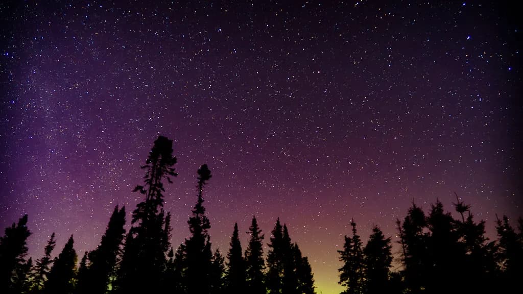 Nightfall Pines
