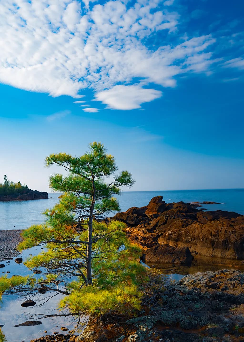 Rocky Shore Pine