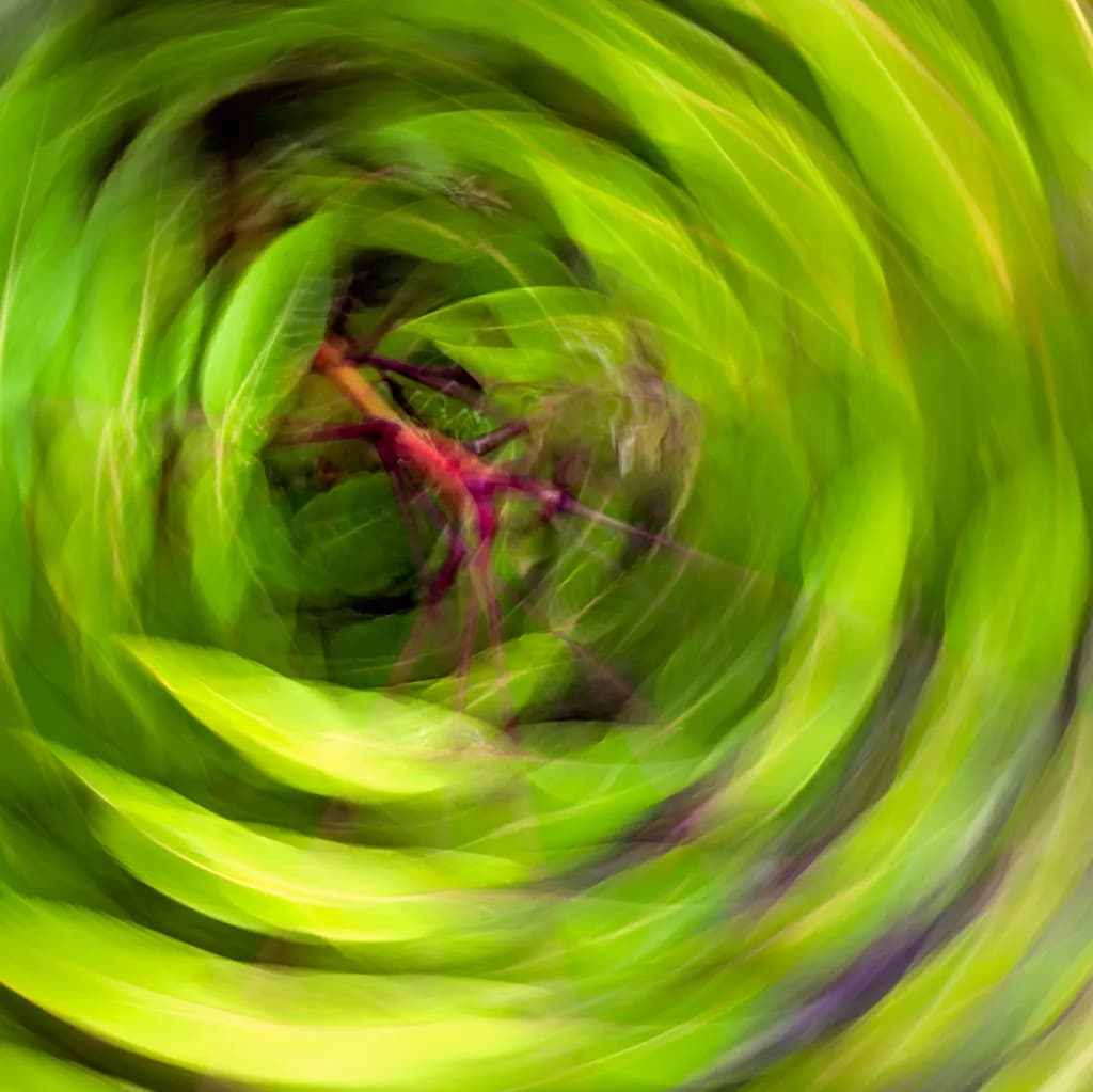 Swirling Leaves