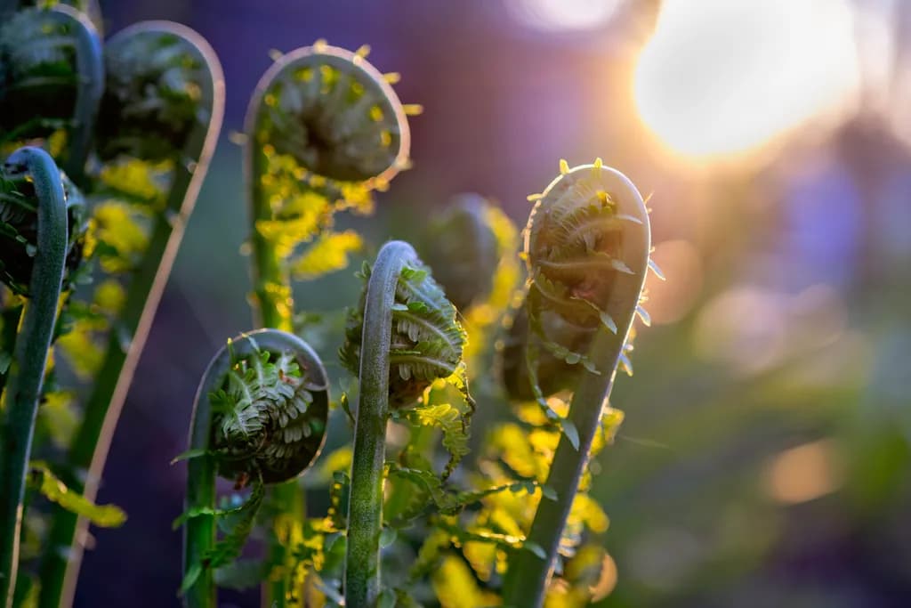 Fiddlehead Glow