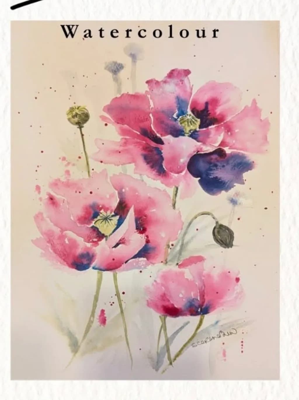 Pink Poppy Dance