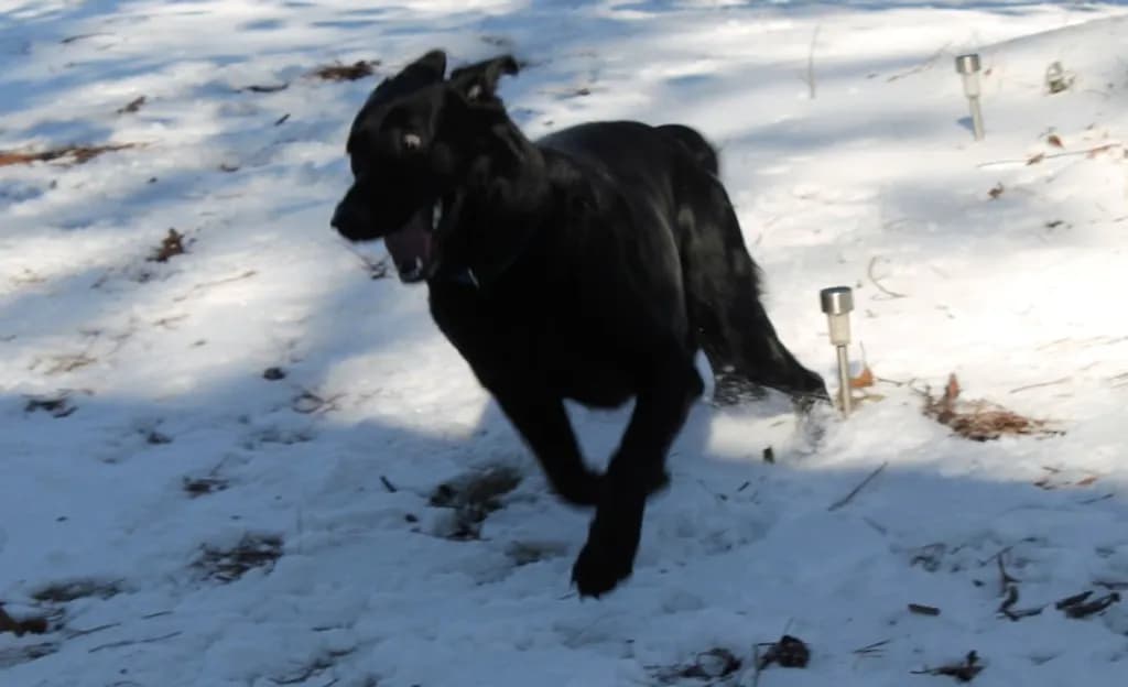 Snow Sprint