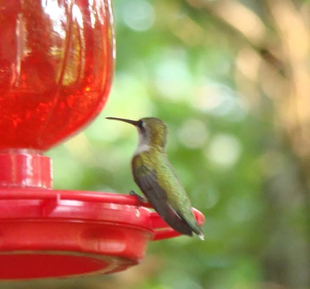Hummingbird at Feeder