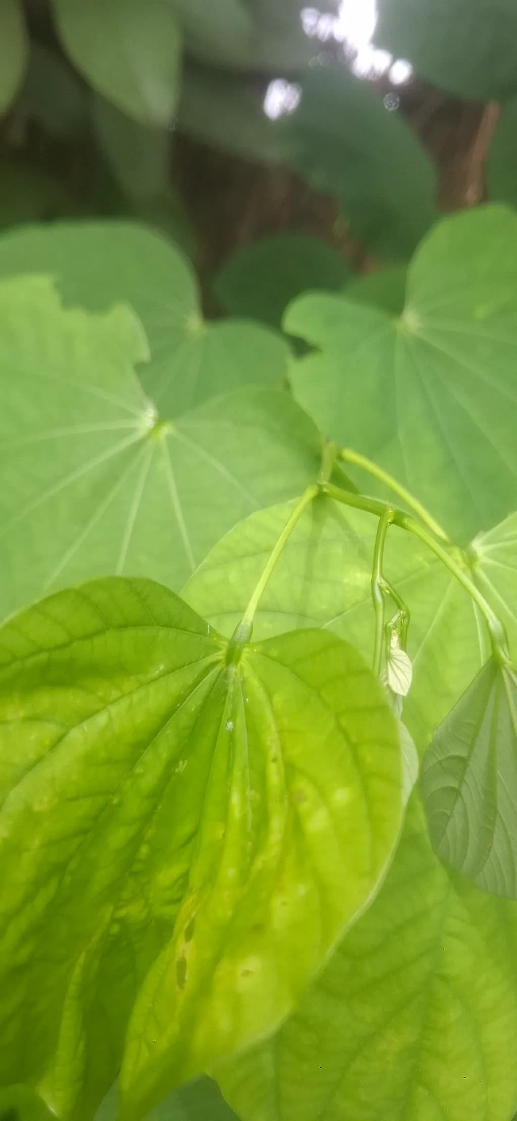 Layered Leaves