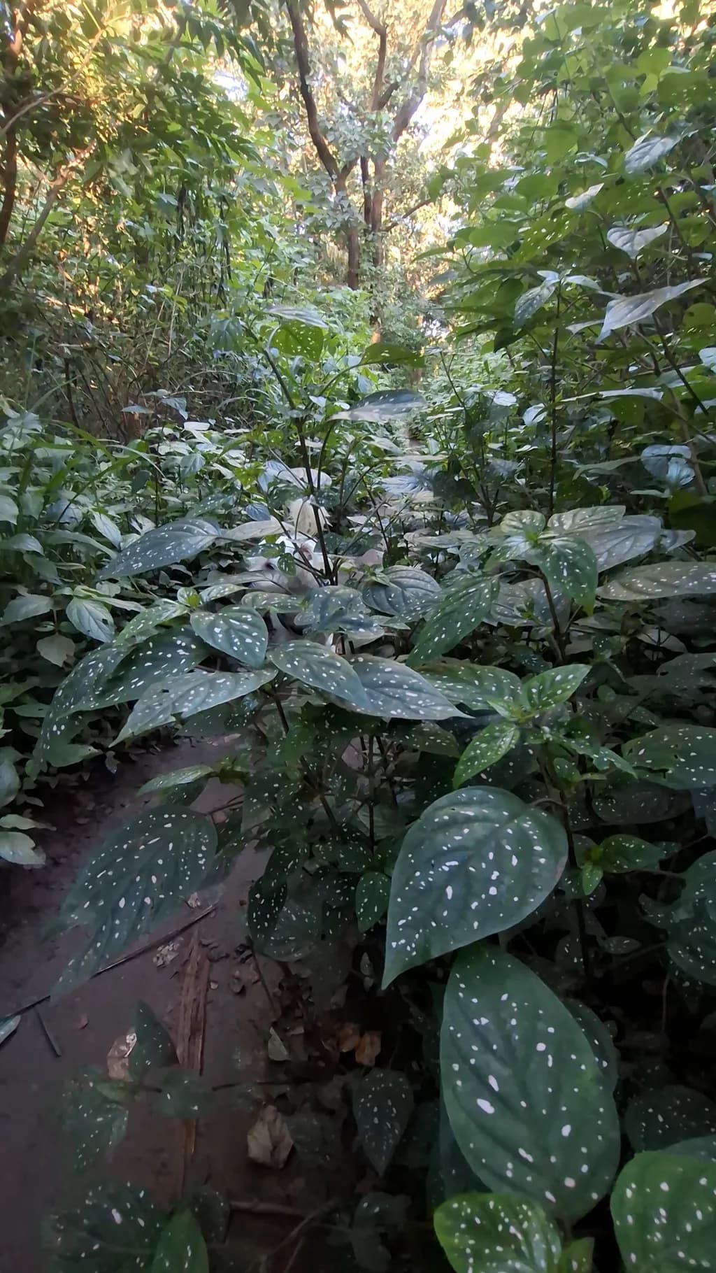 Spotted Forest Floor