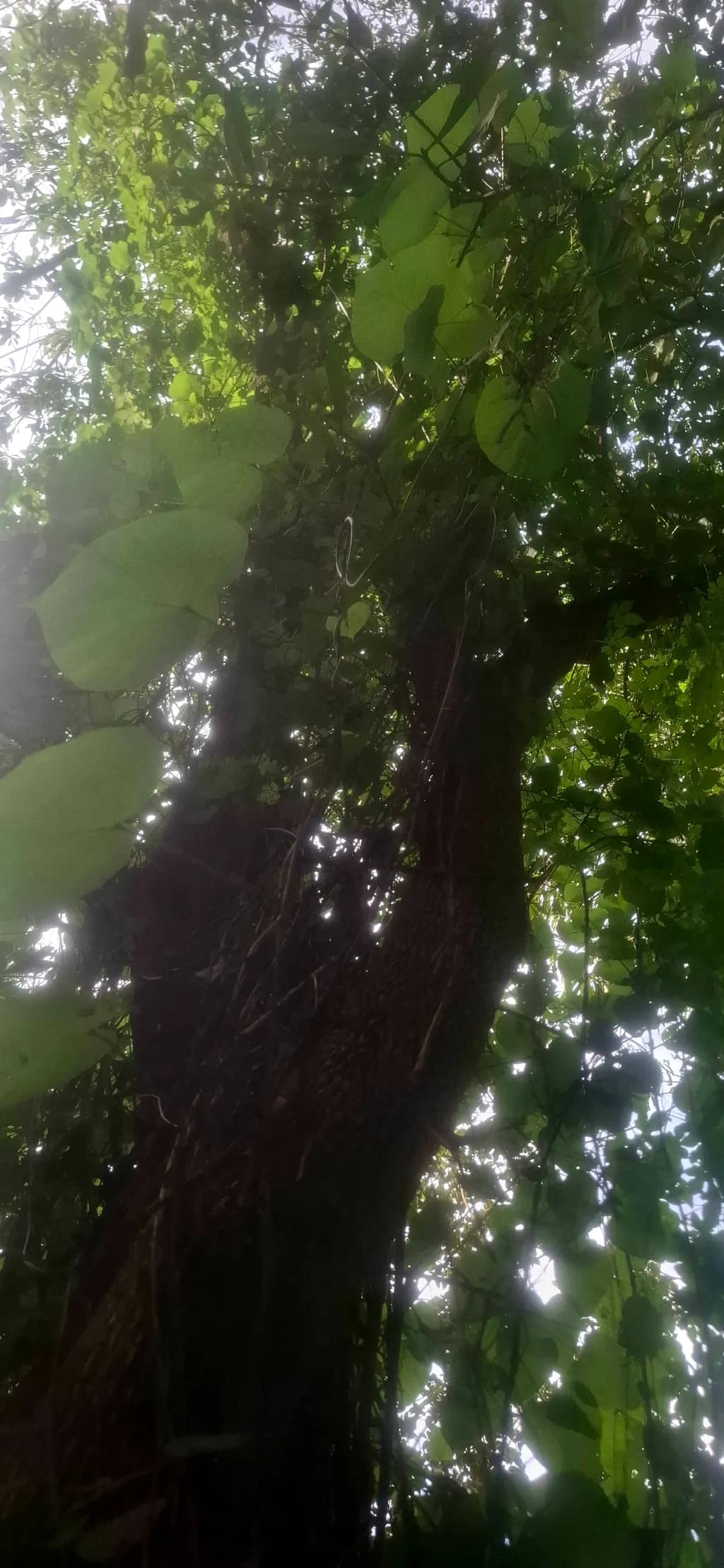 Jungle Canopy
