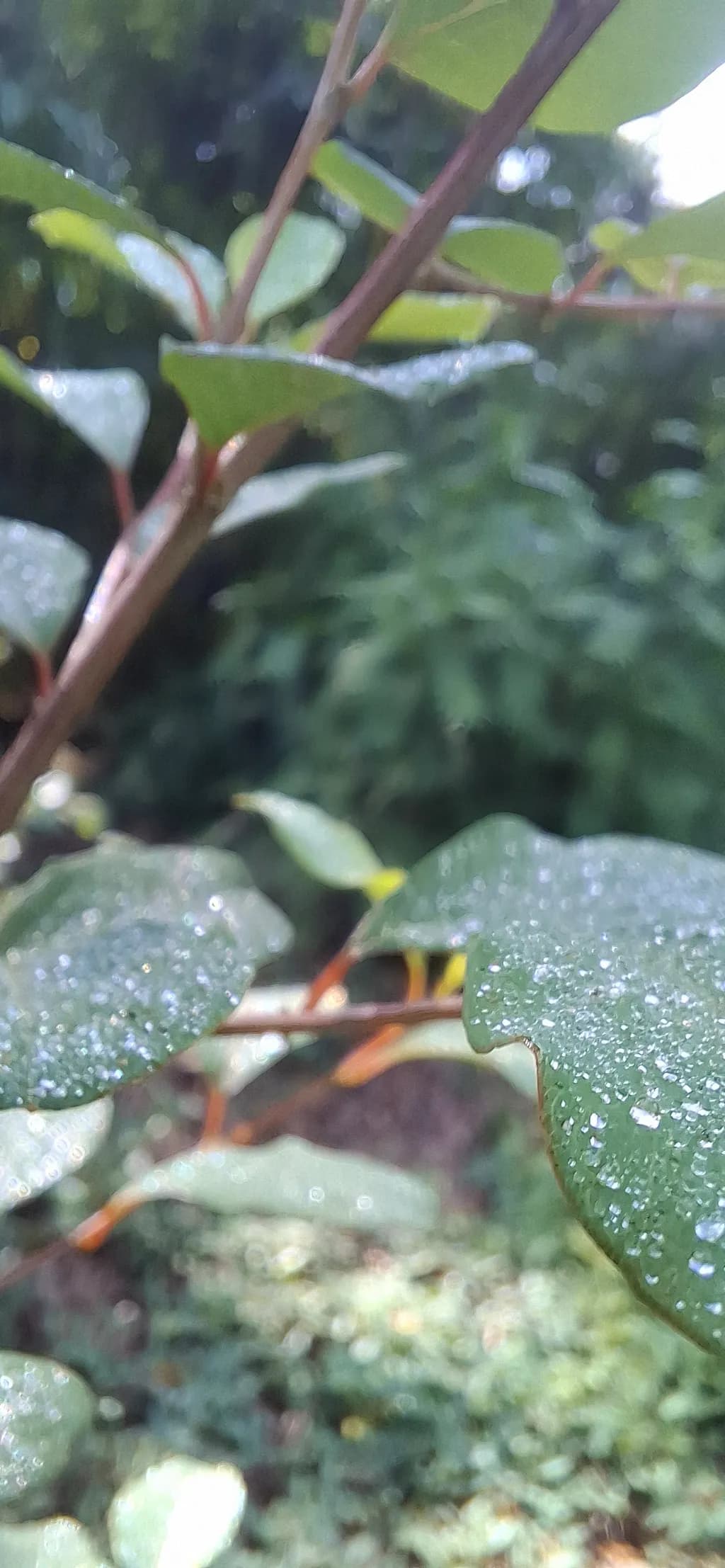 Dew-Kissed Leaves