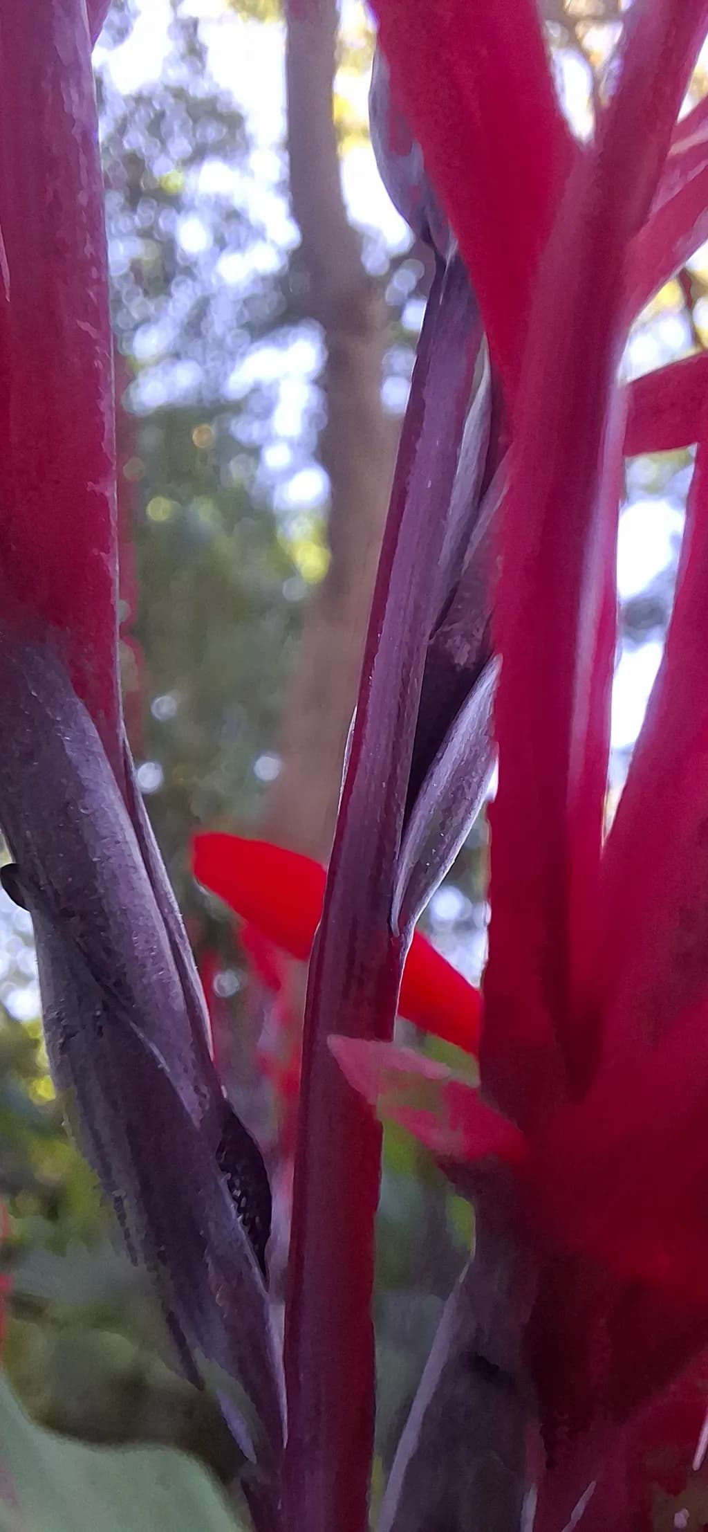 Crimson Stalks