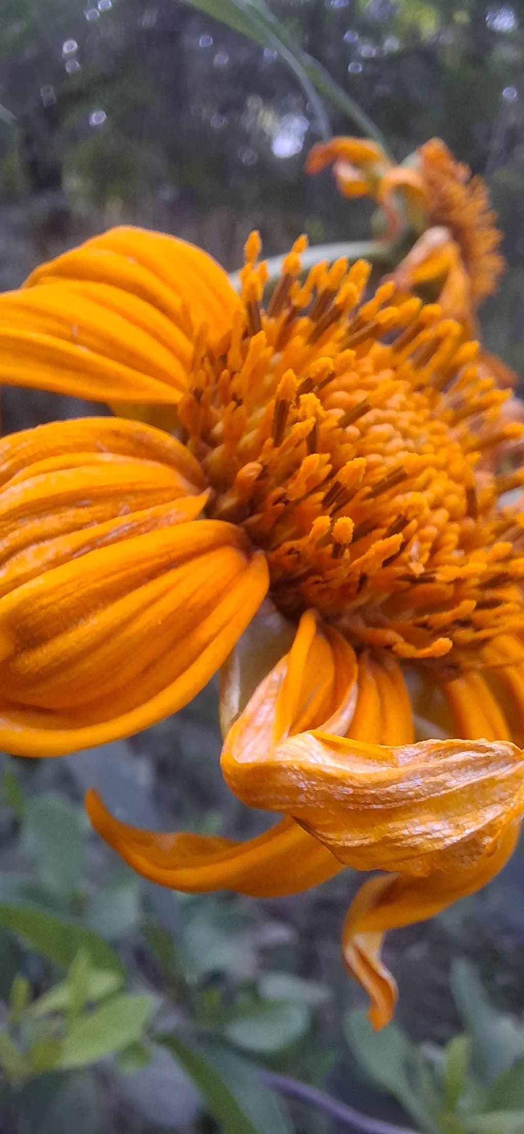 Tattered Sunburst