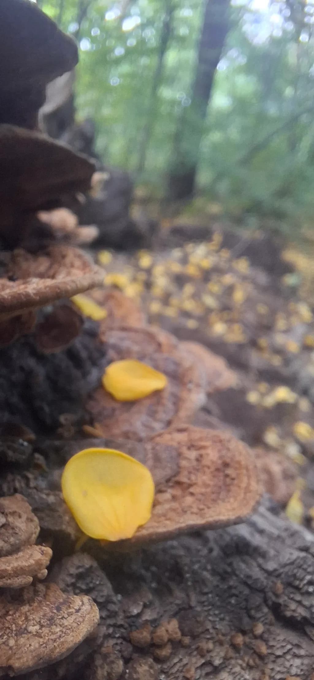 Forest Floor Layers