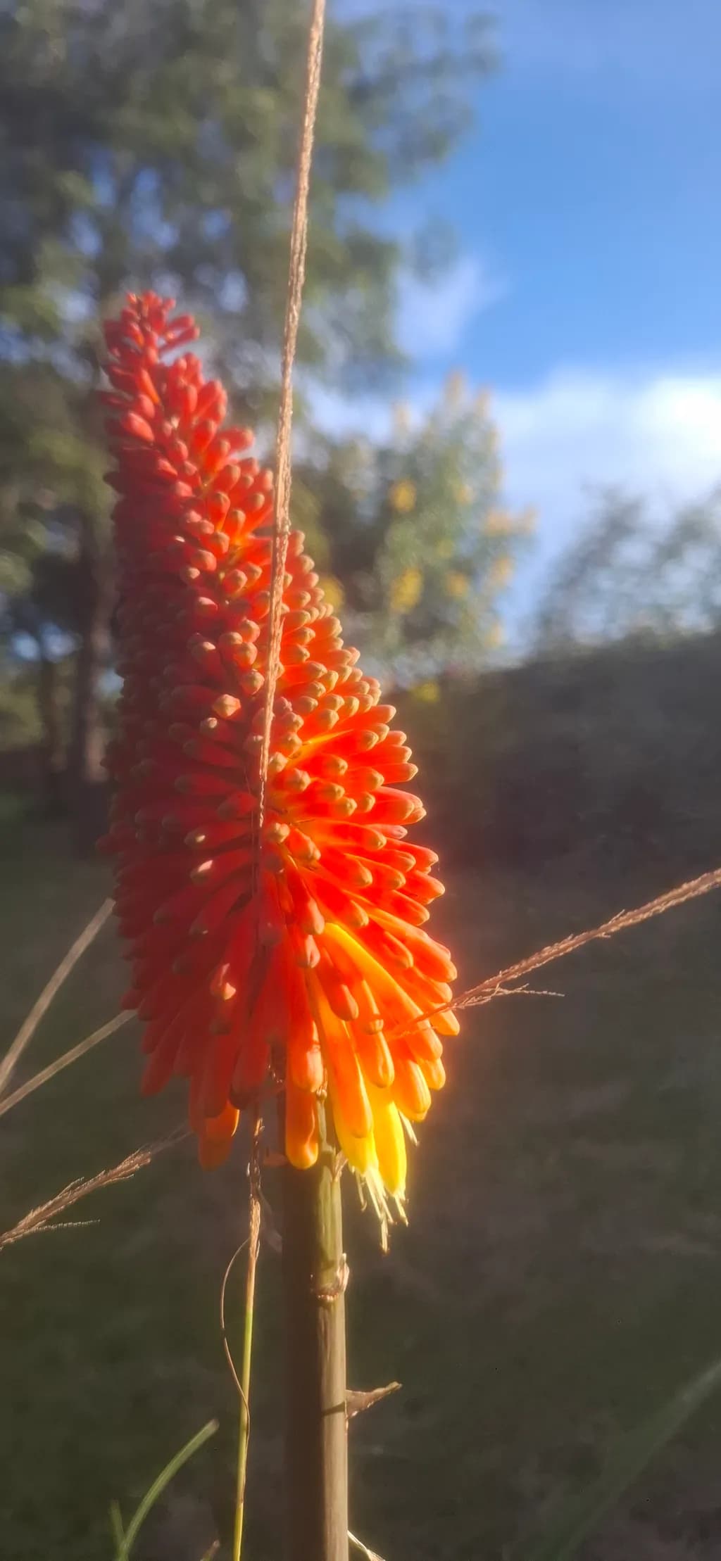 Flame Torch Bloom
