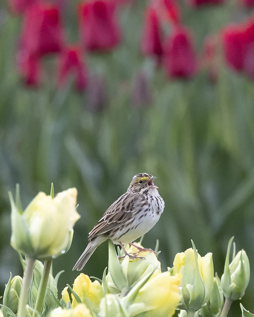 Sparrow in Tuliptown