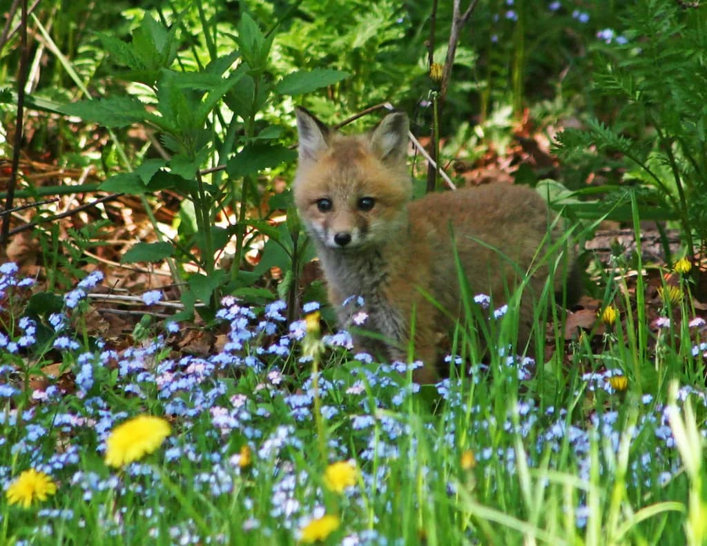 Red Fox Kit