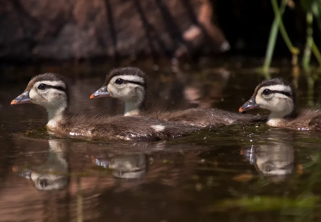 Tiller Wood Ducklings