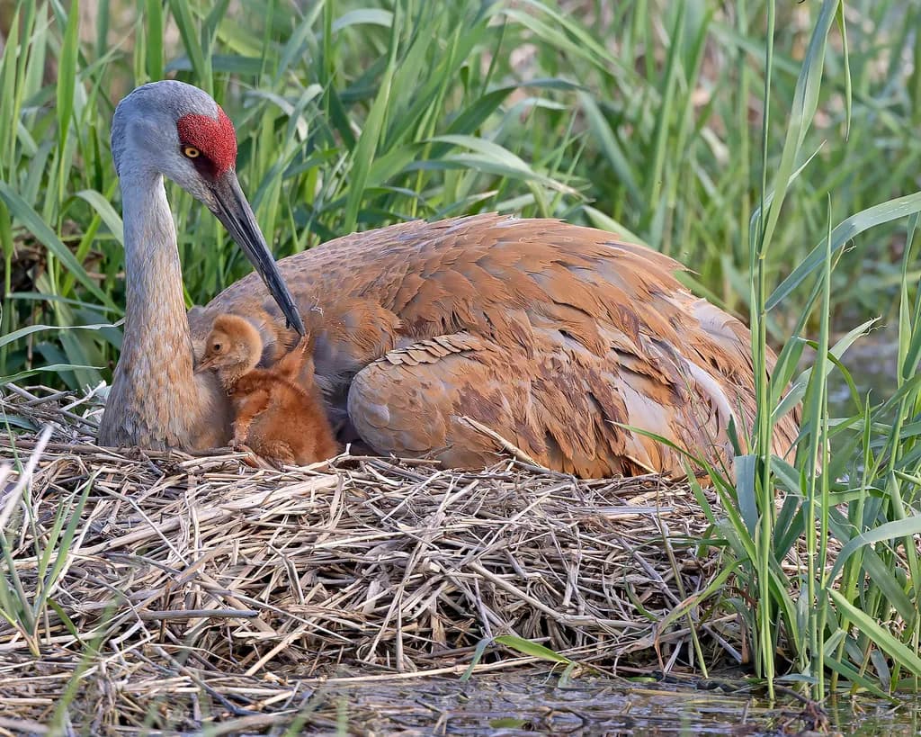 SACR E Chick Nesting