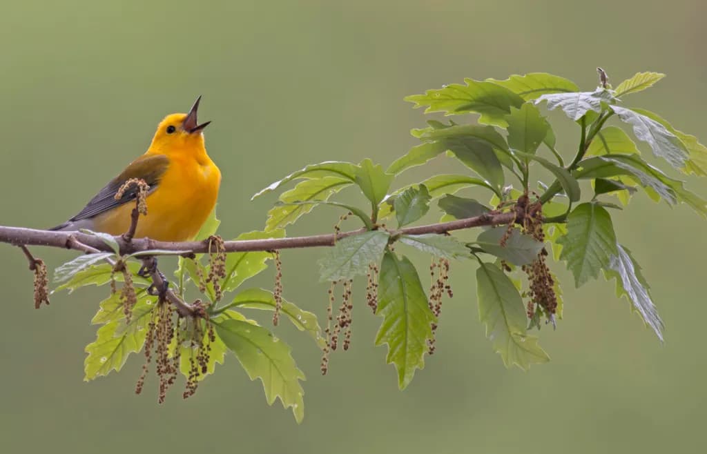 PRWA Songbird