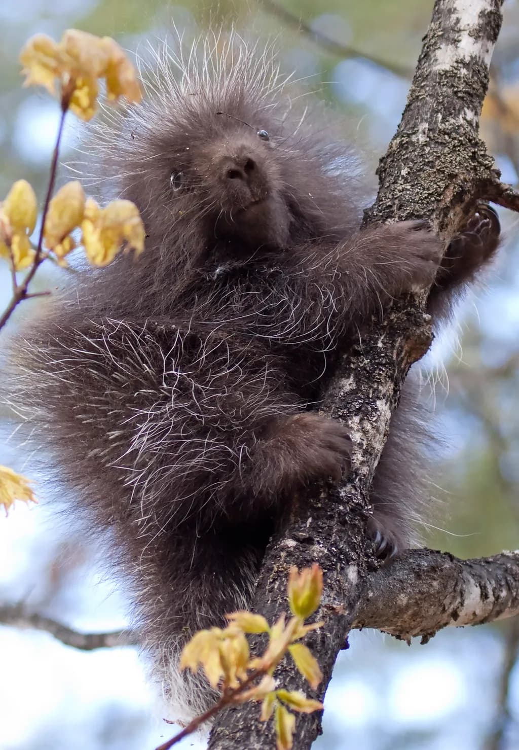 Tiller Porcupine