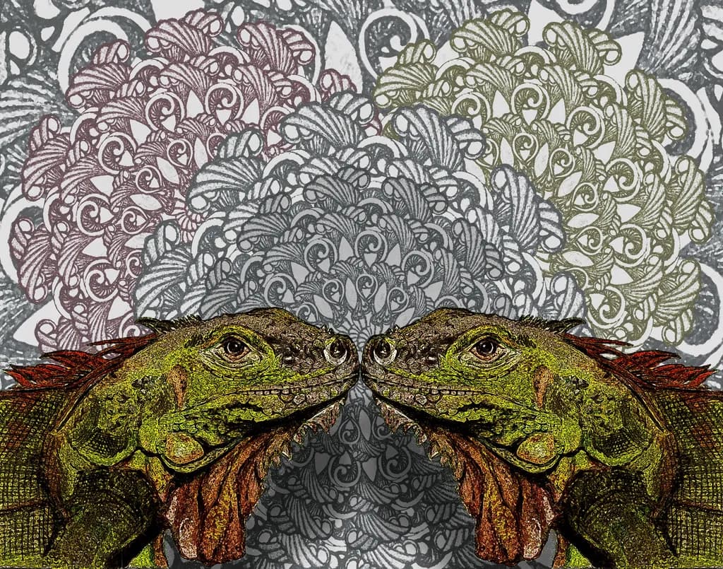 Iguanas Reflection
