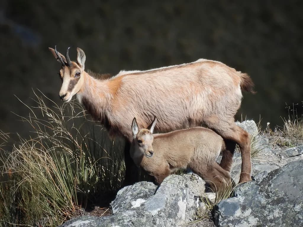Mountain Gazelles