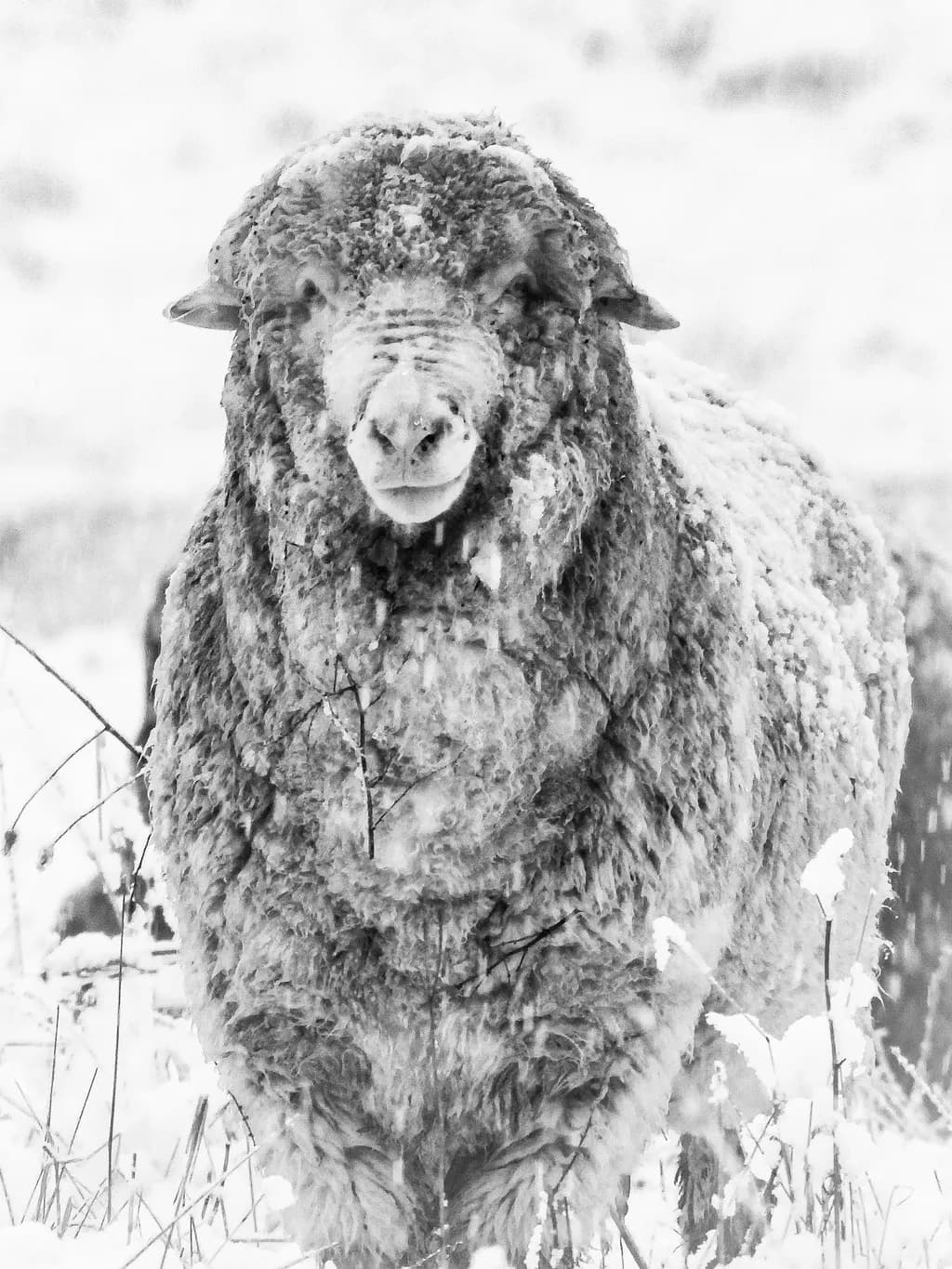Winter Wool