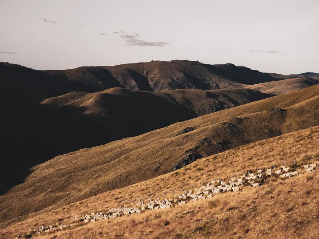 Golden Hillside Flock