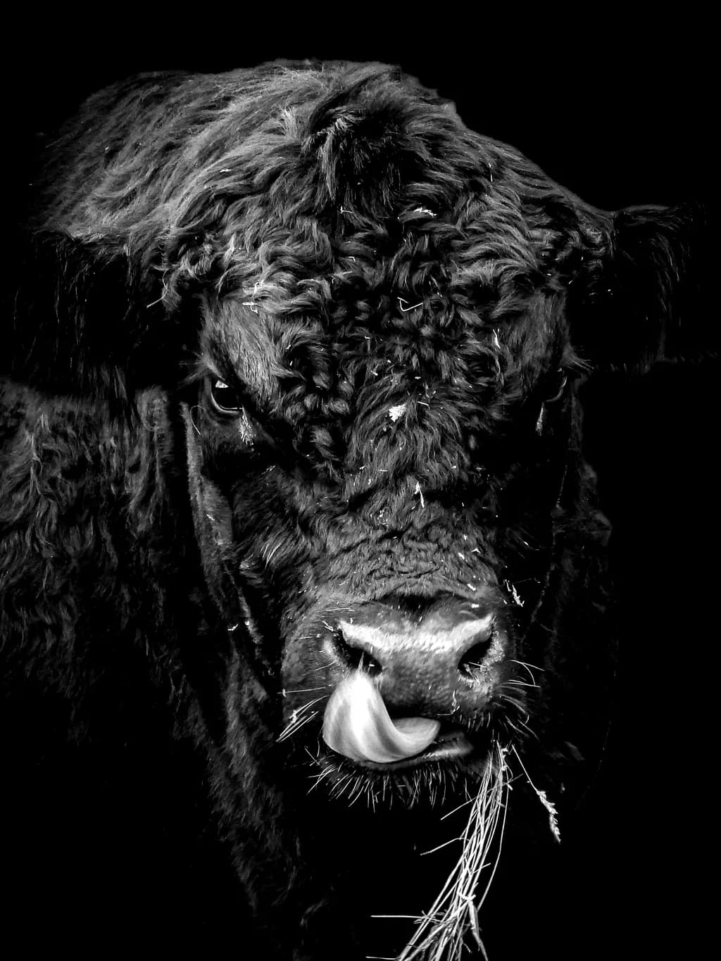 Bull Tongue