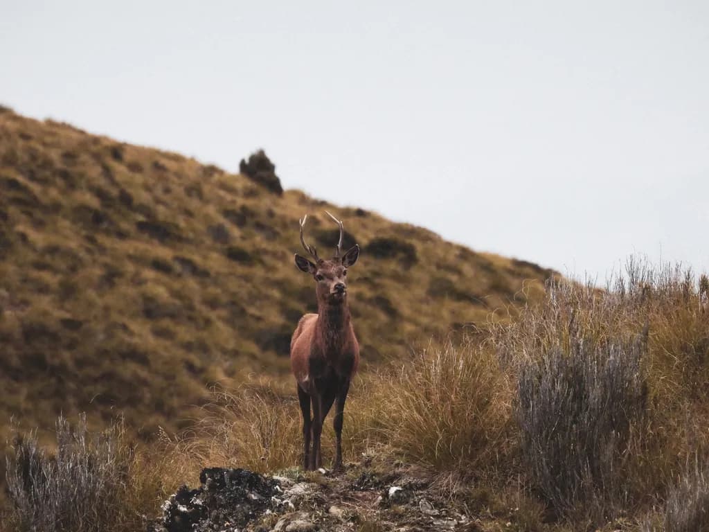 Mountain Stag