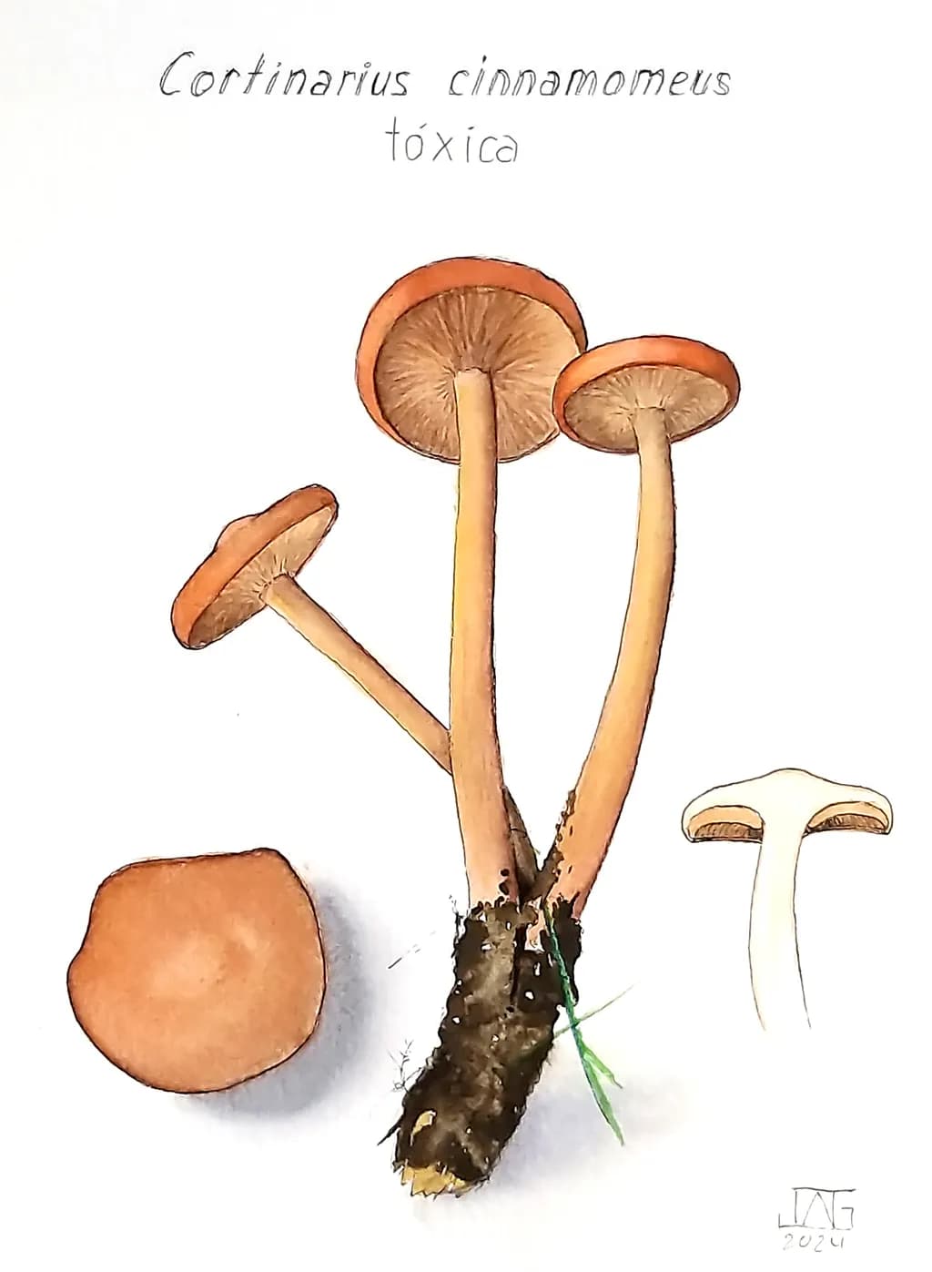 Cortinarius cinnamomeus