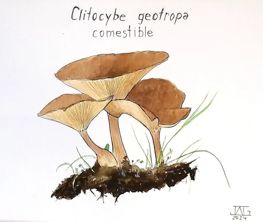 Clitocybe Geotropa