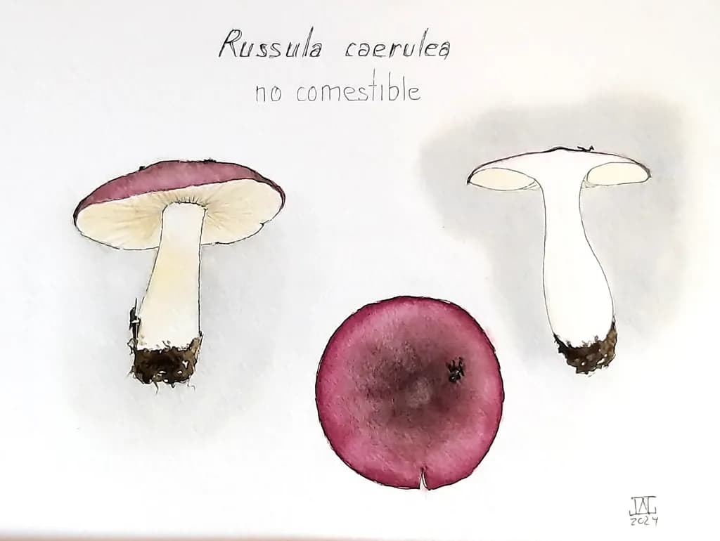 Russula caerulea