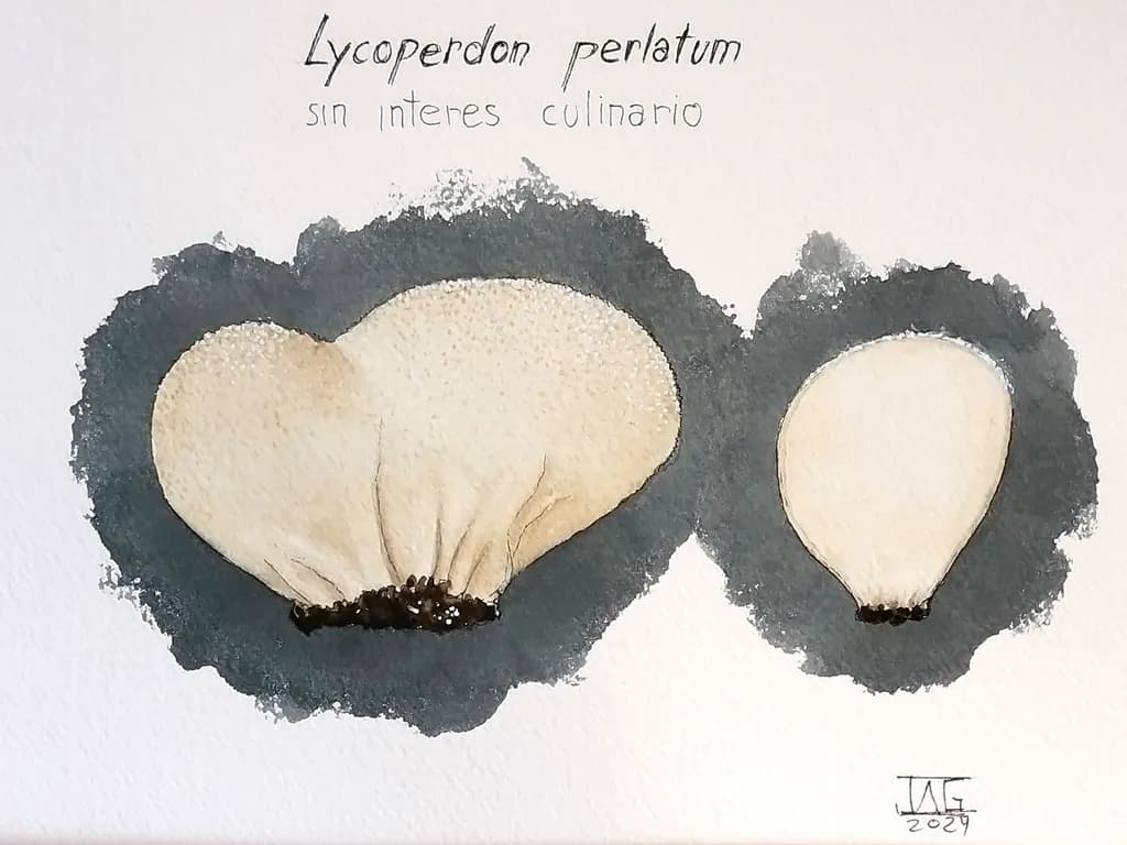 Lycoperdon Perlatum Study