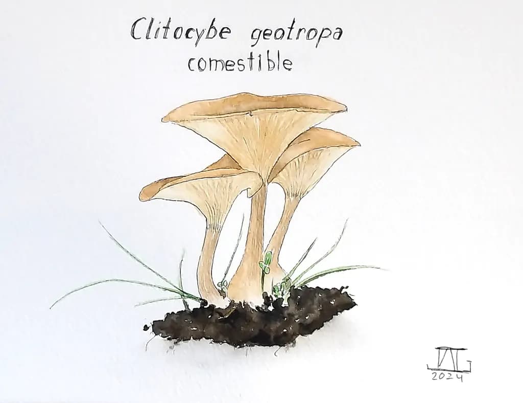 Clitocybe Geotropa