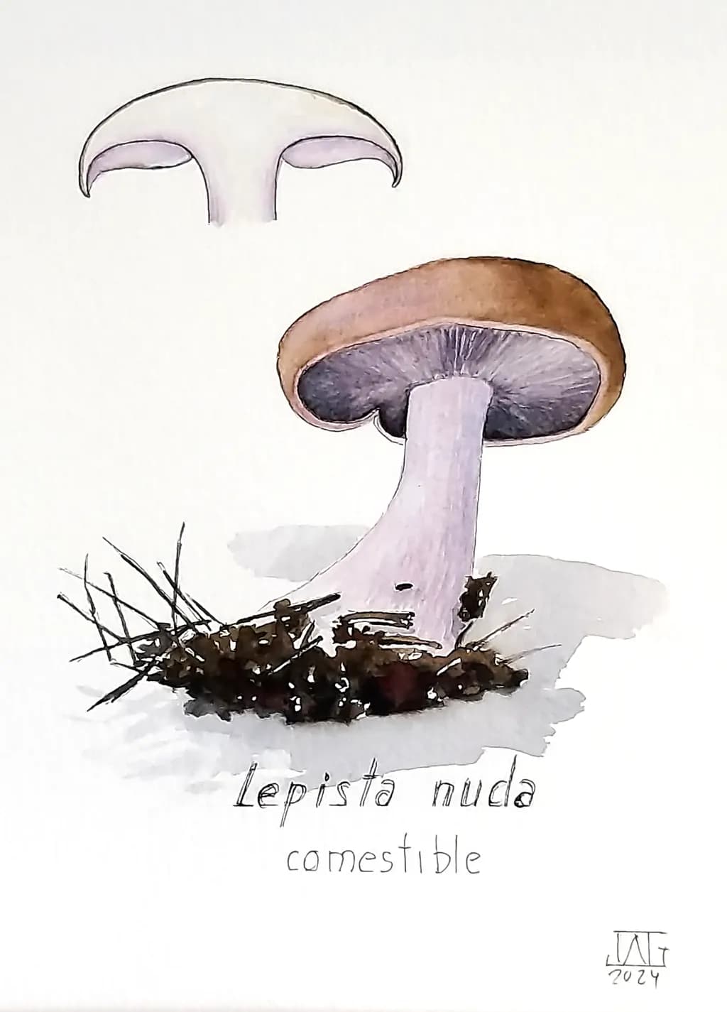 Lepista Nuda Study