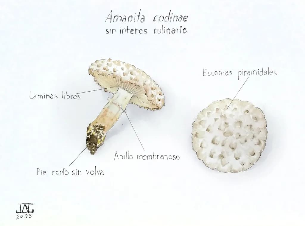 Amanita codinae Diagram