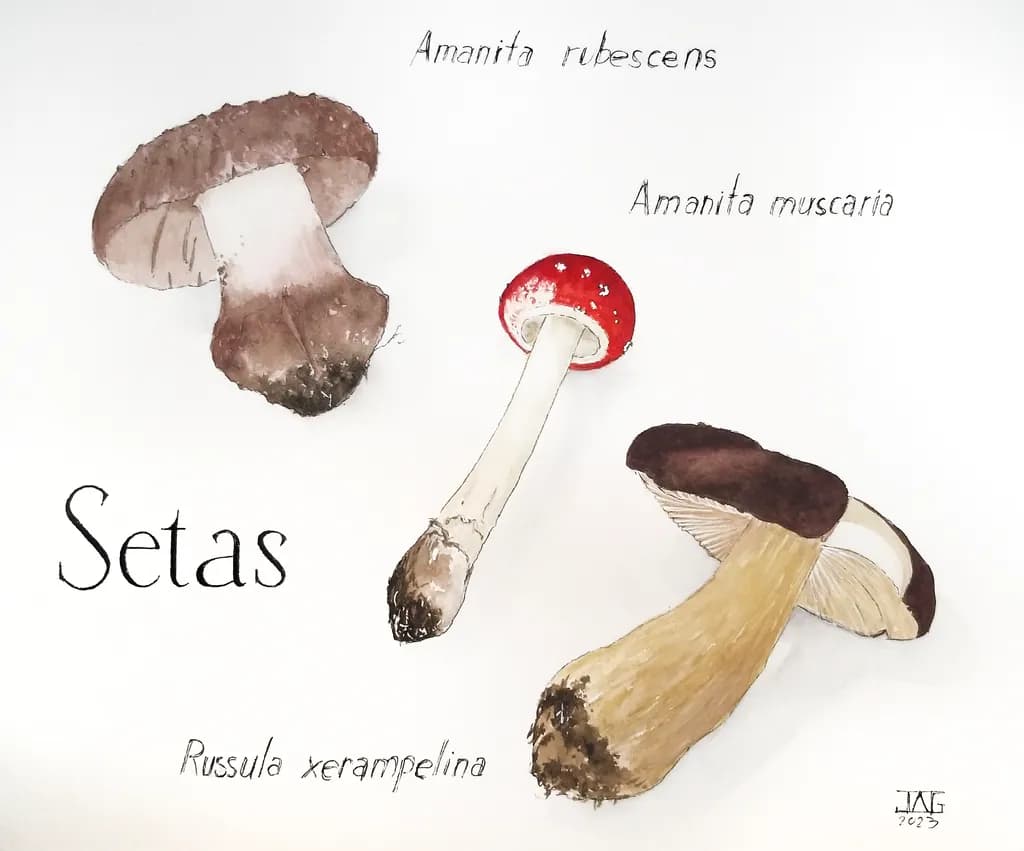 Setas Trio