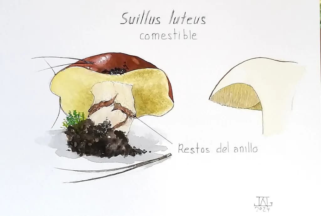 Suillus luteus Illustration