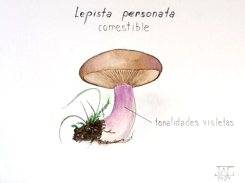 Lepista Perso