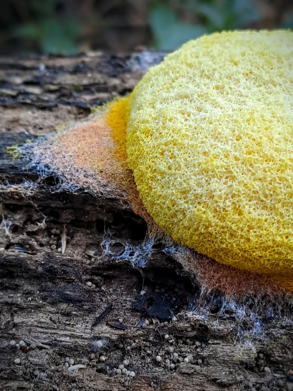 Yellow Slime Mold