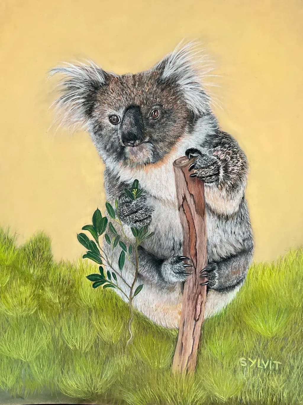 Koala with Eucalyptus Branch