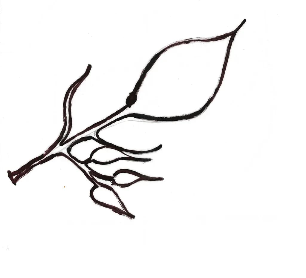 Hoja Outline