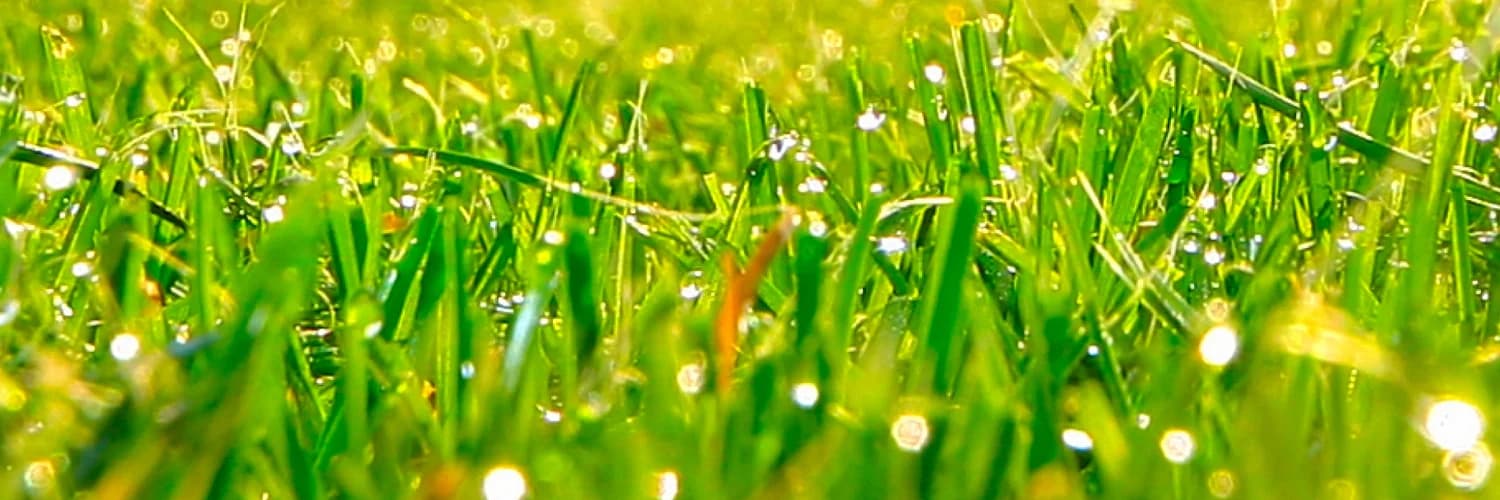 Banner do perfil