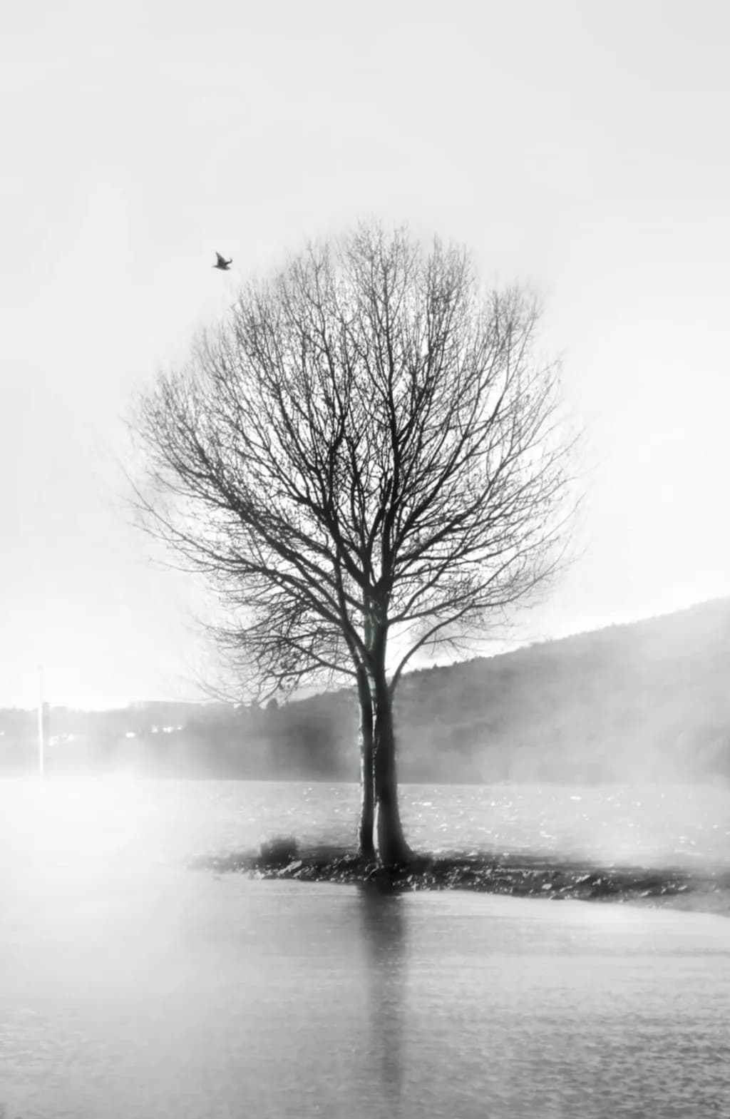 Silent Reflection