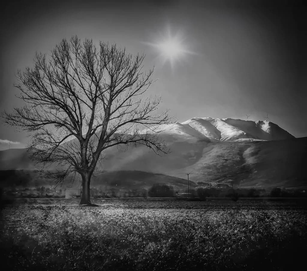 Solitary Barren
