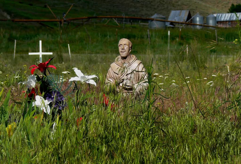 St Francis Crop